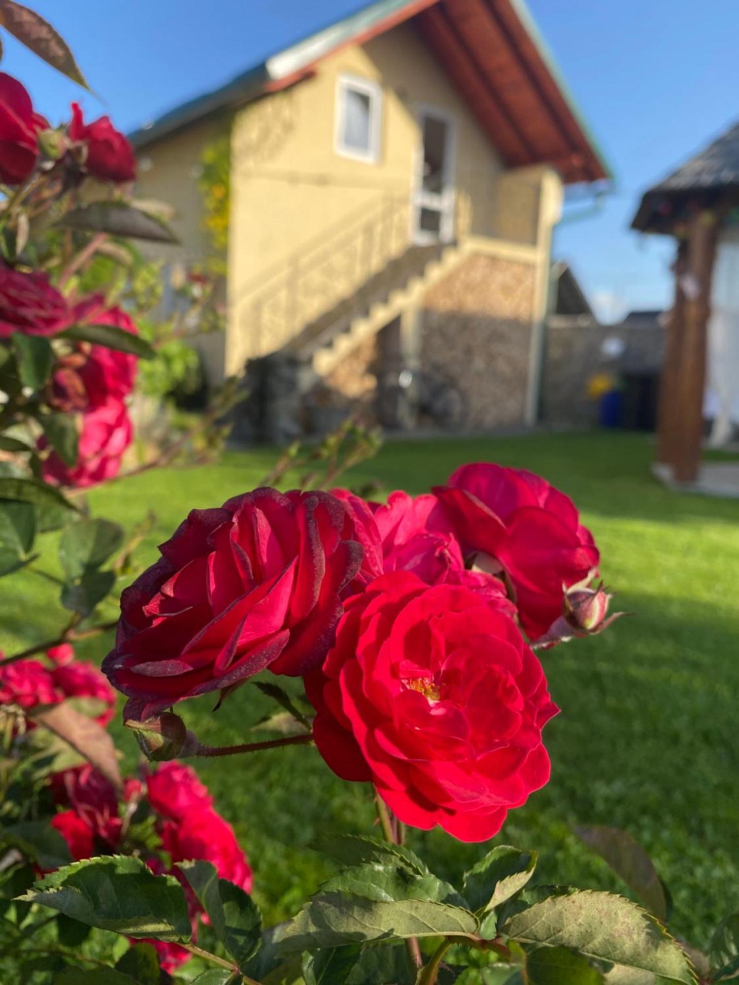 Casa Moldovan Ocna Şugatag 외부 사진